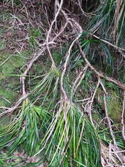 Freycinetia banksii