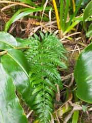 Rumohra adiantiformis