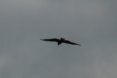 Milvus milvus