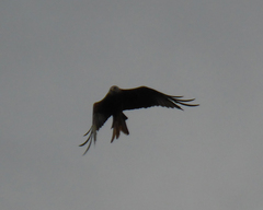 Milvus milvus