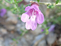 Prostanthera