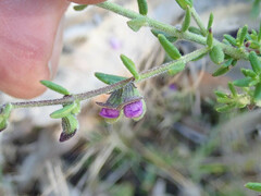 Prostanthera