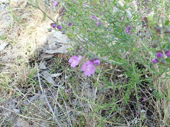 Prostanthera