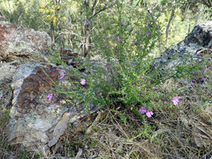 Prostanthera