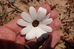 Dimorphotheca pluvialis