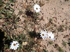 Dimorphotheca pluvialis
