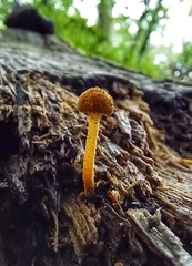 Pholiota granulosa