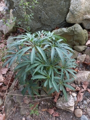 Helleborus foetidus