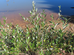 Salix hookeriana