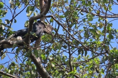 Bycanistes subcylindricus