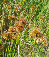 Juncus torreyi