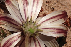 Dimorphotheca pluvialis