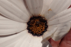 Dimorphotheca pluvialis