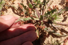 Dimorphotheca pluvialis