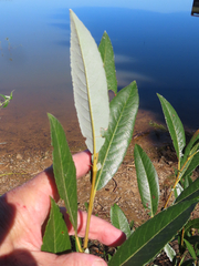 Salix hookeriana