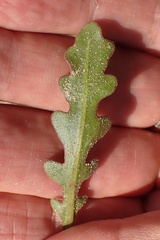Dimorphotheca pluvialis