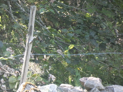 Emberizidae