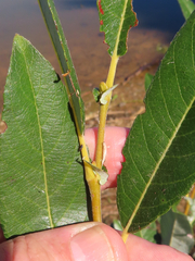 Salix hookeriana