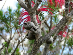 Melaleuca quadrifida