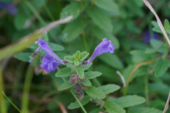 Scutellaria strigillosa