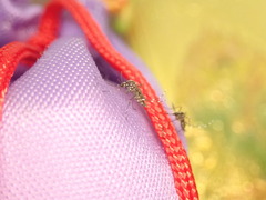 Stegomyia