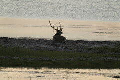 Cervus nippon yesoensis