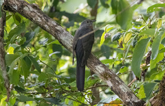 Cacomantis variolosus