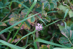 Dianthus superbus superbus