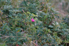 Rosa rugosa