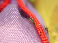 Stegomyia