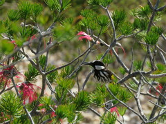Phylidonyris niger
