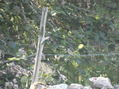 Emberizidae