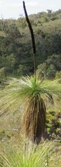 Xanthorrhoea acanthostachya