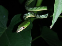 Ahaetulla mycterizans