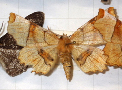 Selenia lunularia