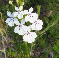 Isotoma hypocrateriformis