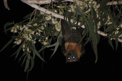 Pteropus poliocephalus