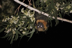 Pteropus poliocephalus