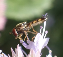 Melanostoma mellinum