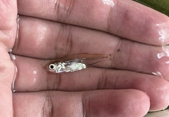 Parachela maculicauda