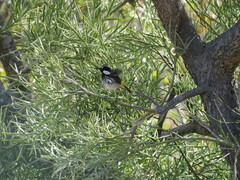 Phylidonyris niger