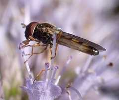 Melanostoma mellinum