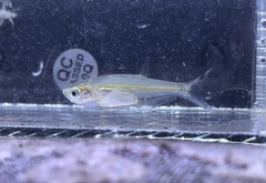 Parachela maculicauda