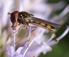 Melanostoma mellinum