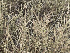 Salsola genistoides