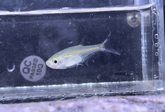 Parachela maculicauda