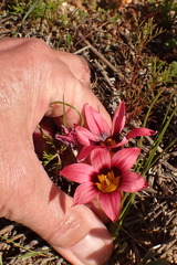 Romulea hirsuta