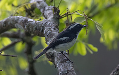 Ficedula westermanni