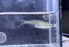 Parachela maculicauda