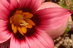Romulea hirsuta